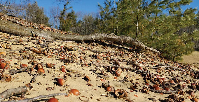 Acorns scattered on sand