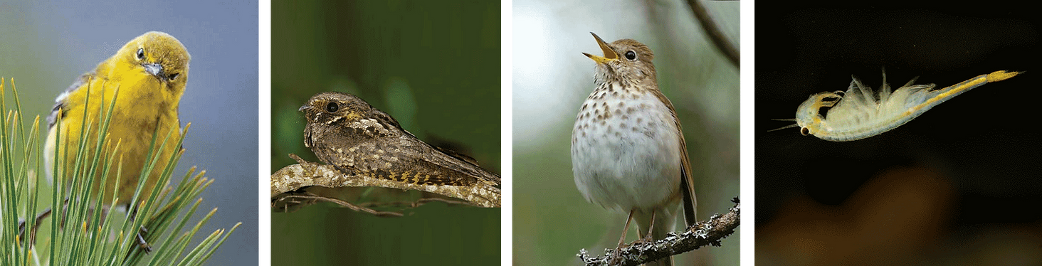 Pine warbler, whip-poor-will, hermit thrush, and fairy shrimp