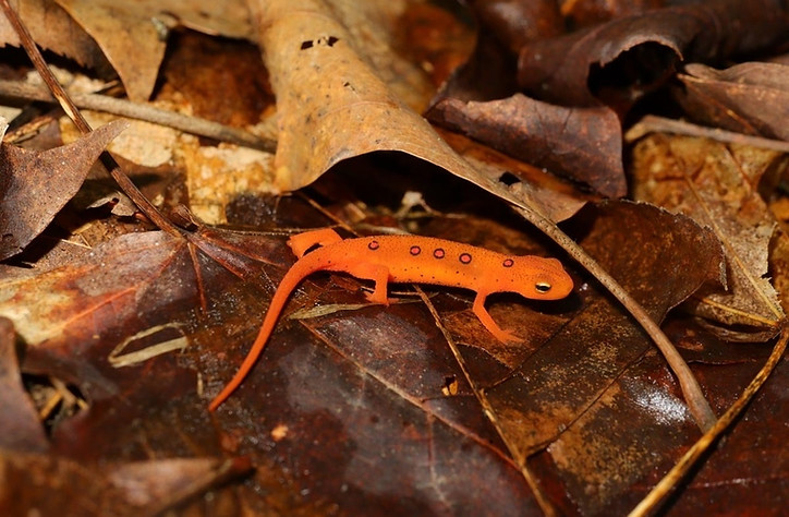 Eastern newt on leaves