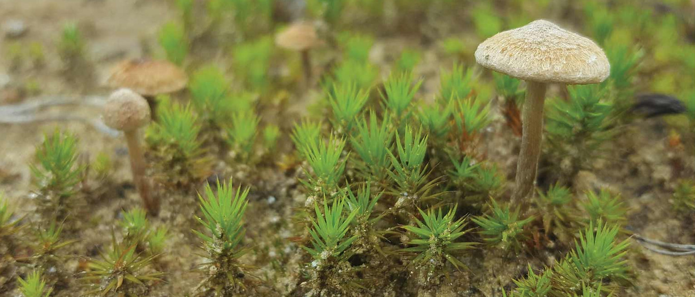 Haircap moss