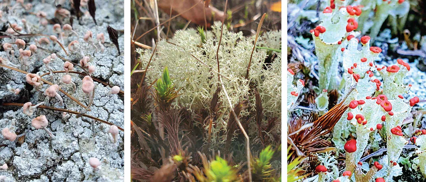 Pink earth, gray reindeer, and British soldier lichen