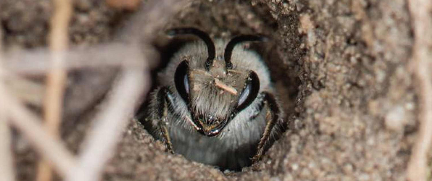 Cellophane bee