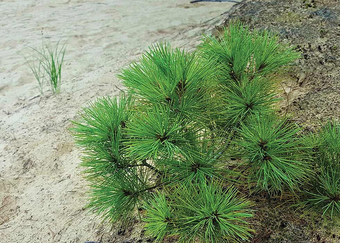Eastern white pine seedlings growing in sand
