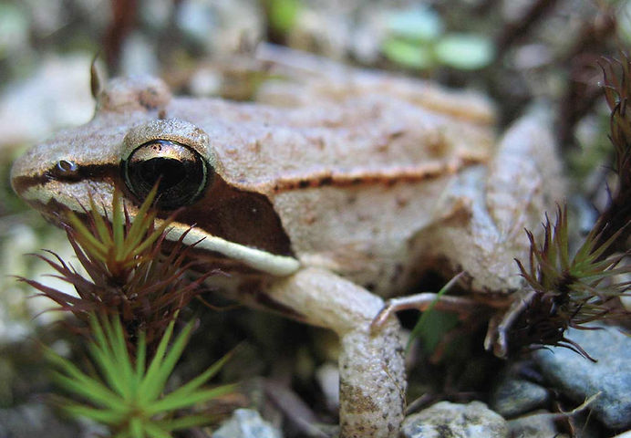 Wood frog near moss